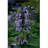 Nepeta Subessilis - Kocimiętka rozłożysta - niebieska, ozdobne liście, wys 30/50, kw 6/8 FOTO 