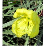 Oenothera macrocarpa Shimmer - Wiesiołek missouryjski Shimmer - żółte, wys. 25, kw. 6/9 FOTO