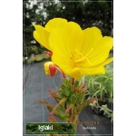 Oenothera - Wiesiołek żółty, duże kwiaty, wys 30/40, kw 6/9 FOTO  