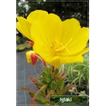 Oenothera - Wiesiołek żółty, duże kwiaty, wys 30/40, kw 6/9 FOTO  
