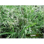 Ophiopogon japonicus Silver Mist - Konwalnik japoński Silver Mist - liść srebrno-zielony, wys. 15, kw. 7/8 FOTO