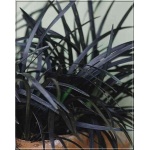 Ophiopogon nigra - Konwalnik czarnolistny - Ophiopogon Black Dragon - Ophiopogon Ebony Knight - fioletowe, czarne liście, wys. 20, kw. 7/9 FOTO