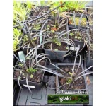 Ophiopogon nigra - Konwalnik czarnolistny - Ophiopogon Black Dragon - Ophiopogon Ebony Knight - fioletowe, czarne liście, wys. 20, kw. 7/9 FOTO