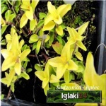 Origanum vulgare Goldtaler - Lebiodka pospolita Goldtaler złota - oregano żółte, jaskrawo złote liście FOTO