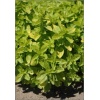 Origanum vulgare Thumble\'s Variety - Lebiodka pospolita Thumble\'s Variety - jasnozielone liście, wys. 30, kw. 6/8 C2