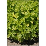 Origanum vulgare Thumble\'s Variety - Lebiodka pospolita Thumble\'s Variety - jasnozielone liście, wys. 30, kw. 6/8 C2