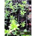 Pachysandra terminalis Green Carpet - Runianka japońska Green Carpet - ciemnozielona, kwiaty białe, wys 20, kw 5 C0,5 