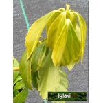 Pachysandra terminalis - Runianka japońska - ciemnozielona, kwiaty biało-żółte, wys 20cm, kw 5 FOTO