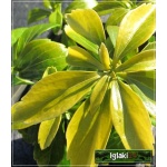Pachysandra terminalis - Runianka japońska - ciemnozielona, kwiaty biało-żółte, wys 20cm, kw 5 FOTO
