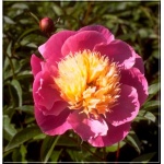 Paeonia lactiflora Bowl of Beauty - Piwonia chińska Bowl of Beauty - różowe z żółtym środkiem, półpełne, wys. 80, kw. 6 FOTO
