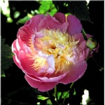 Paeonia lactiflora Bowl of Beauty - Piwonia chińska Bowl of Beauty - różowe z żółtym środkiem, półpełne, wys. 80, kw. 6 FOTO