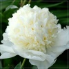 Paeonia lactiflora Charles White - Piwonia chińska Charles White - kwiaty kremowo-białe półpełne, wys. 80, kw. 5/6 FOTO