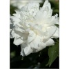 Paeonia lactiflora Shirley Temple - Piwonia chińska Shirley Temple - kwiaty białe pełne, wys 80, kw 5/6 FOTO