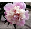 Paeonia lactiflora Sorbet - Piwonia chińska Sorbet - kwiaty jasnoróżowe pełne, wys. 70, kw. 5/6 FOTO