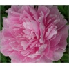 Paeonia lactiflora Sweet Harmony - Piwonia chińska Sweet Harmony - różowe, wys. 90, kw. 5/6 FOTO