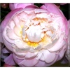 Paeonia lactiflora Vogue - Piwonia chińska Vogue - kwiaty biało-różowe półpełne, wys. 80, kw. 5/6 FOTO
