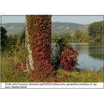 Parthenocissus quinquefolia - Winobluszcz pięciolistkowy dzikie wino C2 20-40cm 
