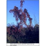 Parthenocissus quinquefolia - Winobluszcz pięciolistkowy dzikie wino C2 40-100cm 