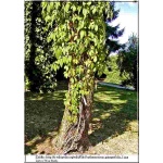 Parthenocissus quinquefolia - Winobluszcz pięciolistkowy dzikie wino C2 40-100cm 