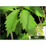 Parthenocissus quinquefolia - Winobluszcz pięciolistkowy dzikie wino C2 20-40cm 