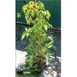 Parthenocissus quinquefolia Murorum - Winobluszcz pięciolistkowy odm. Murowa C2 20-40cm