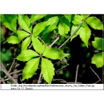 Parthenocissus vitacea - Winobluszcz zaroślowy FOTO 