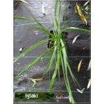 Pennisetum alopecuroides Hameln - Rozplenica japońska Hameln - Piórkówka japońska Hameln - zielony liść, wys. 50/100, kw. 6/10 C0,5