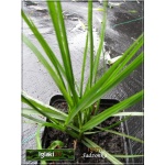 Pennisetum Alopecuroides - Rozplenica japońska - Piórkówka japońska - czerwonobrązowe kłosy, wys 40/60, kw 8/10 C0,5 