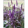 Pennisetum glaucum Purple Baron - Piórkówka perłowa Purple Baron - Rozplenica perłowa Purple Baron - wys. 90kw 7/9 FOTO