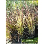 Phalaris arundinacea Luteopicta - Mozga trzcinowata Luteopicta - jasnożółte, wys. 50, kw. 6/8 FOTO zzzz