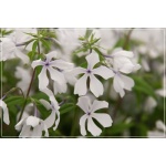 Phlox divaricata May Breeze - Floks kanadyjski May Breeze - białe, wys. 40, kw. 4/6 FOTO