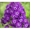 Phlox paniculata Purple Kiss - Płomyk wiechowaty Purple Kiss - Floks wiechowaty Purple Kiss - fioletowe, wys. 40, kw. 7/9 FOTO
