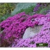 Phlox subulata Temiskaming - Płomyk szydlasty Temiskaming - Floks szydlasty Temiskaming - purpurowo-czerwony, wys 15, kw 4/5 FOTO 