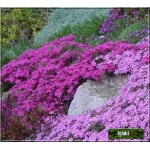 Phlox subulata Temiskaming - Płomyk szydlasty Temiskaming - Floks szydlasty Temiskaming - purpurowo-czerwony, wys 15, kw 4/5 FOTO 