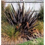 Phormium tenax Purpureum - Tęgosz mocny Purpureum - Len nowozelandzki Purpureum - brązowy liść, wys. 200, kw. 7/8 FOTO zzzz