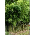 Phyllostachys aurea - Fyostahys złocisty - Bambus - złocisto-zielone, wys. 500 FOTO 