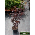 Physocarpus opulifolius Diabolo - Pęcherznica kalinolistna Diabolo C2 20-30cm