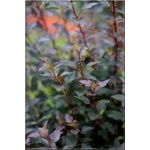 Physocarpus opulifolius Little Joker - Pęcherznica kalinolistna Little Joker C3 30-40cm