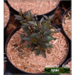 Physocarpus opulifolius Little Joker - Pęcherznica kalinolistna Little Joker FOTO