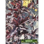 Physocarpus opulifolius Red Baron - Pęcherznica kalinolistna Red Baron FOTO