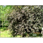 Physocarpus opulifolius Diabolo - Pęcherznica kalinolistna Diabolo C7,5 60-100cm