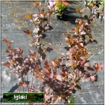 Physocarpus opulifolius Diabolo - Pęcherznica kalinolistna Diabolo FOTO