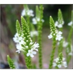 Physostegia virginiana Alba - Odętka wirginijska Alba - białe, wys 70, kw 7/9 C0,5 