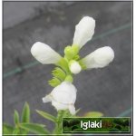 Physostegia virginiana Alba - Odętka wirginijska Alba - białe, wys 70, kw 7/9 FOTO