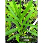 Physostegia virginiana Alba - Odętka wirginijska Alba - białe, wys 70, kw 7/9 FOTO