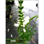 Physostegia virginiana Alba - Odętka wirginijska Alba - białe, wys 70, kw 7/9 C1,5 