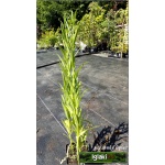 Physostegia virginiana Alba - Odętka wirginijska Alba - białe, wys 70, kw 7/9 C0,5 