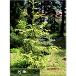 Picea abies Aurea - Świerk pospolity Aurea szczep. FOTO 