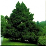 Picea abies Barryi - Świerk pospolity Barryi FOTO
