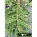 Picea abies Inversa - Świerk pospolity Inversa szczep. C5 40-60cm